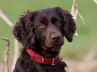 Boykin Spaniel